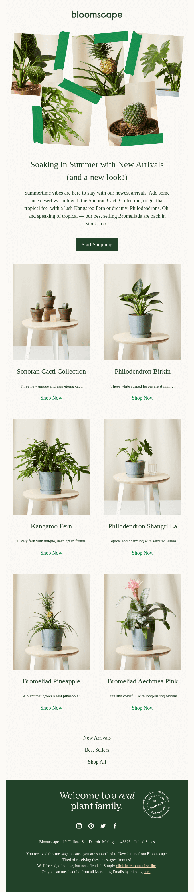 New Arrivals Just In! 🌵🌿🍍