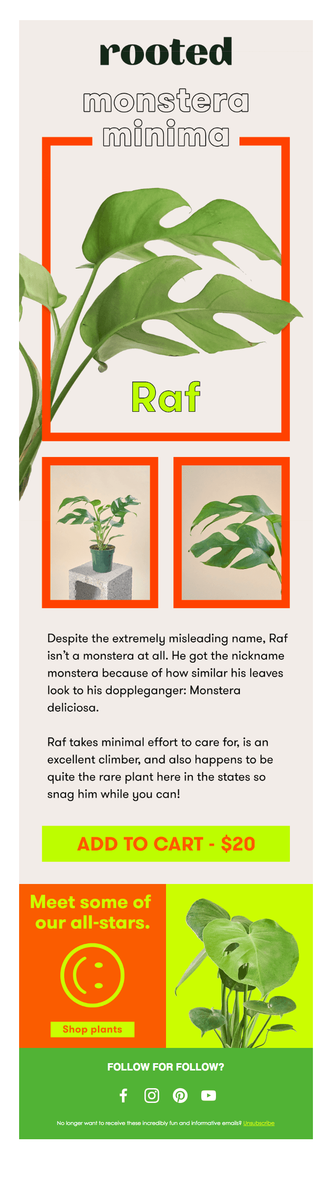 🌱 YOUR MINI MONSTERA IS HERE 🌱