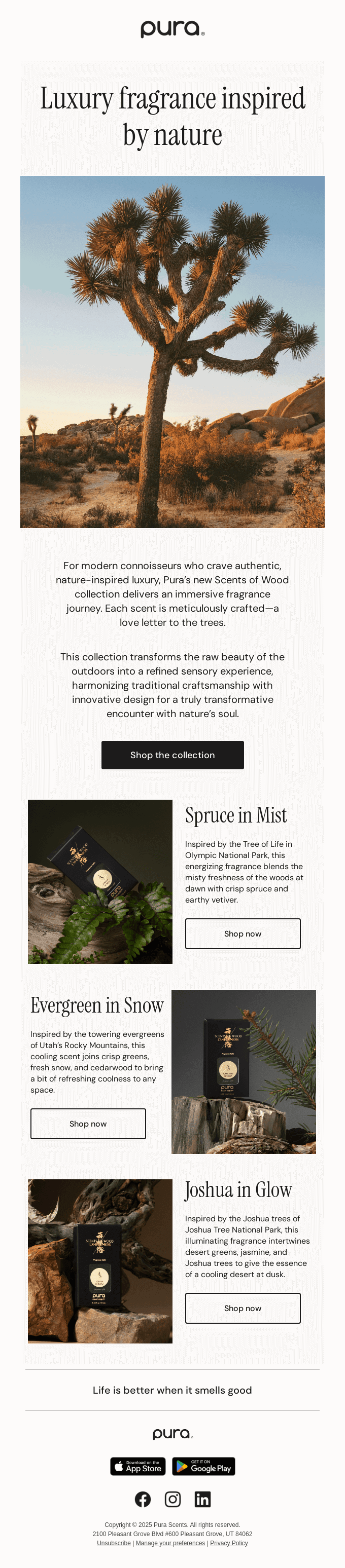 Introducing Pura x Scents of Wood
