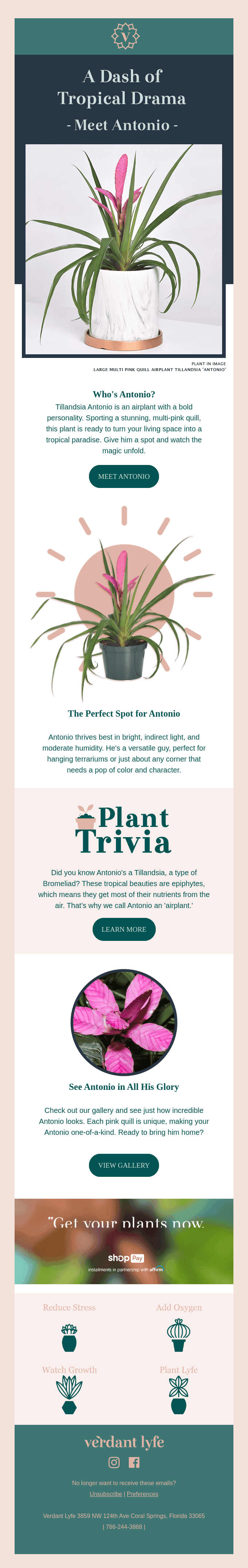 Meet Antonio: The Airplant With a Flair for the Dramatic!