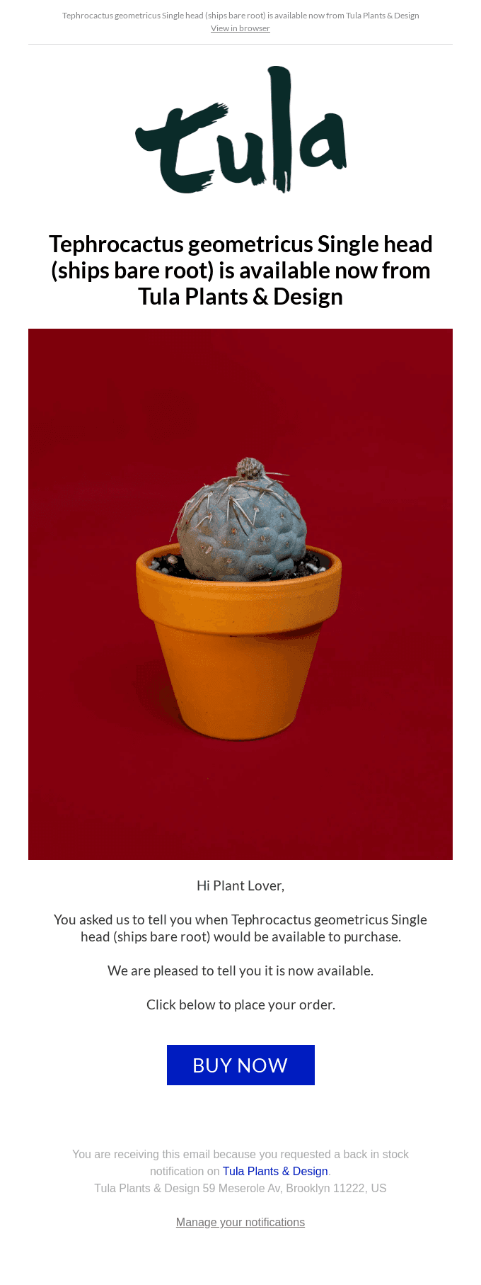 Tephrocactus geometricus is now available to order from Tula Plants & Design